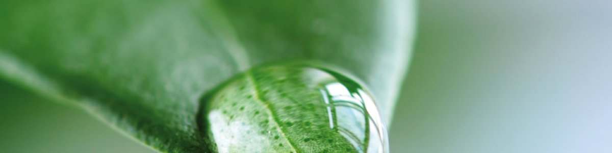 Tropfbewässerung Tropfbewässerung