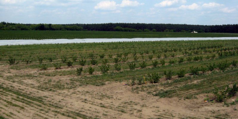 Image - Landwirtschaft/ Agrarwirtschaft - Bewässerung