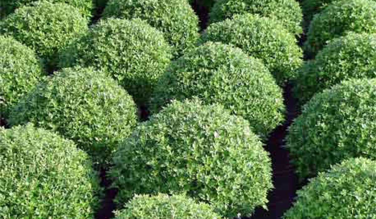 Wasserverteilung und Wassereinsparung