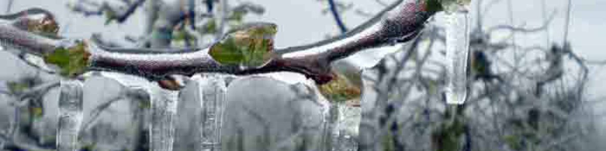 Frostschutzberegnung Frostschutzberegnung