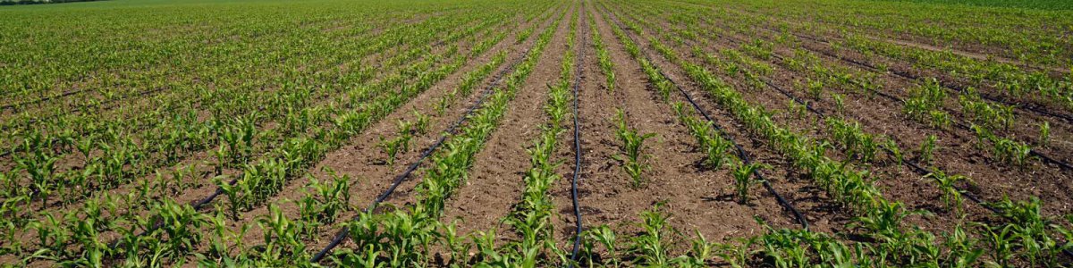 Tropfbewässerung in der Landwirtschaft Tropfbewässerung in der Landwirtschaft